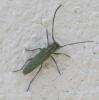 Opsilia coerulescens